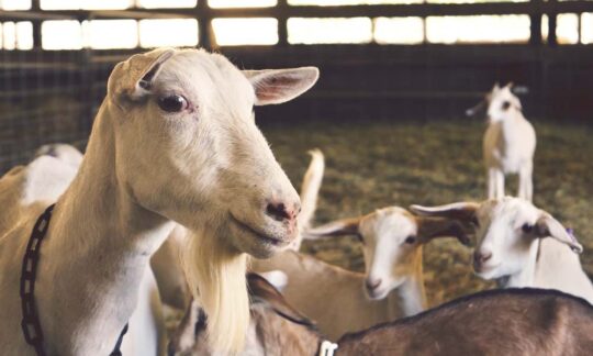 Gestaţia şi fătarea la capre