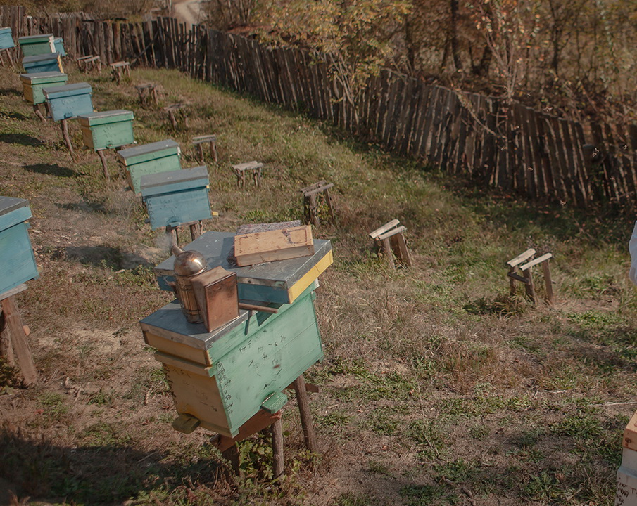 Starea apiculturii în comuna Alibunar, Miere cu gust amărui