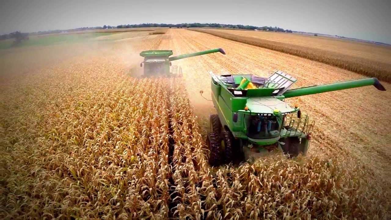 Starea culturilor agricole promite un  an agricol bun   Recoltele la porumb și soia ar putea fi înalte
