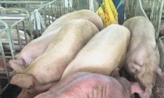 Porcinele genetic modificate se cresc deparet de Serbia