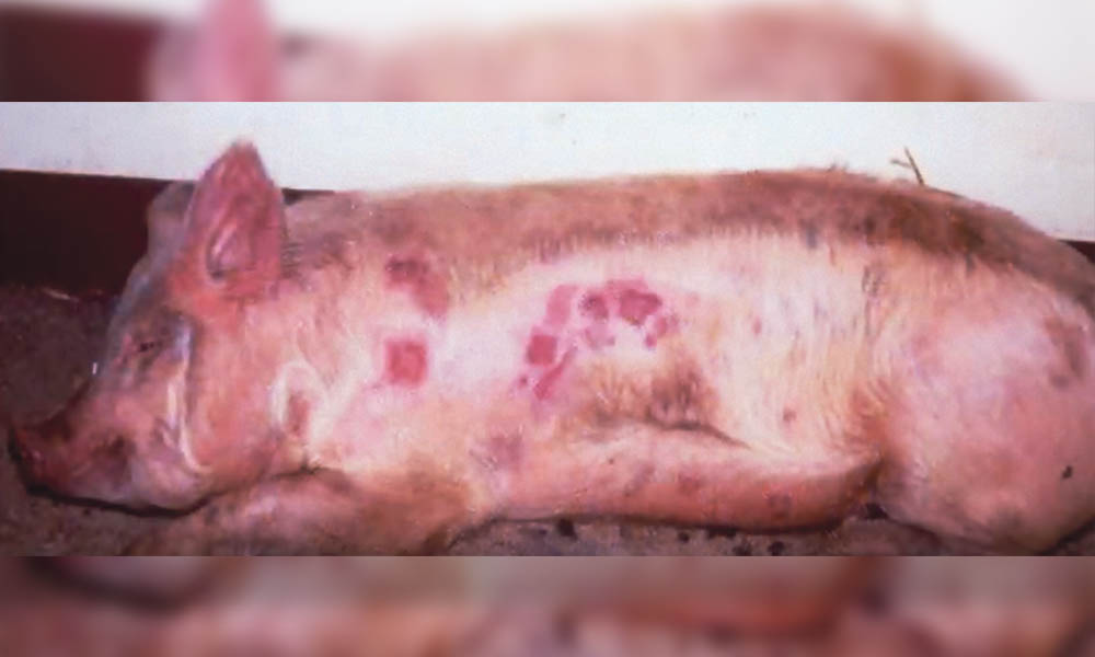 Virusul pestei porcine africane – depistat în Munții Vârșețului