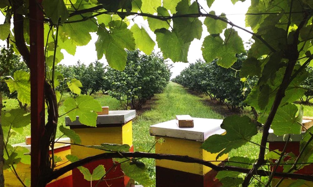 Anul acesta producţia de alune de pădure şi  miere de albine este scăzută