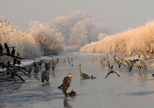 Numărătoarea de iarnă a păsărilor de apă