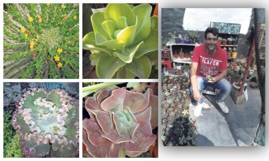 Plantele – o etapă importantă a vieții mele