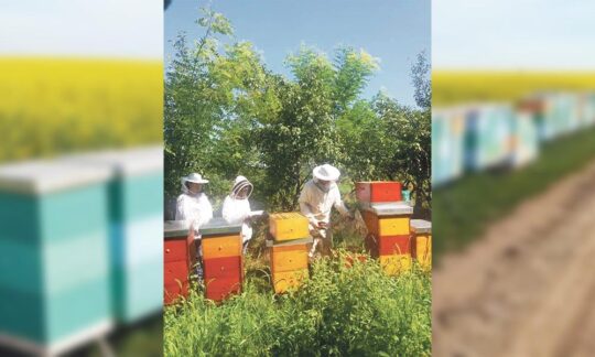Albinele și apicultorii se ajută reciproc